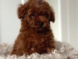 EN ÖZEL TOY POODLE YAVRULARI