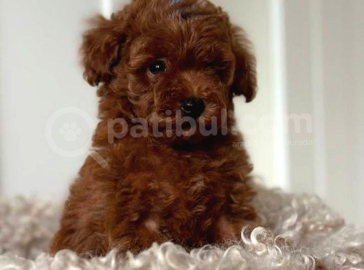 EN ÖZEL TOY POODLE YAVRULARI