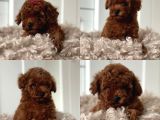 Çok Özel Toy Poodle Yavrularimiz