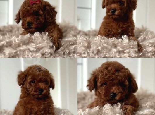 Çok Özel Toy Poodle Yavrularimiz görsel
