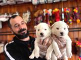 Masmavi Gözleriyle Husky Sibirya Kurdu Yavrularımız