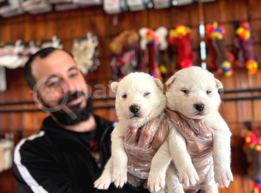 Masmavi Gözleriyle Husky Sibirya Kurdu Yavrularımız görsel