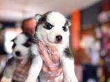 Masmavi Gözleriyle Husky Sibirya Kurdu Yavrularımız