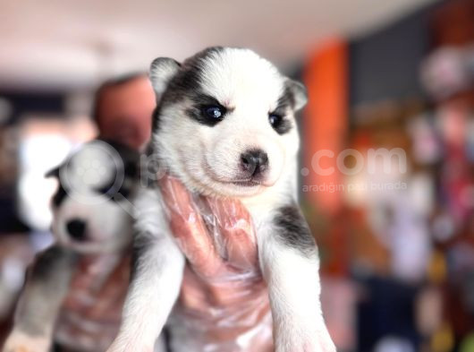 Masmavi Gözleriyle Husky Sibirya Kurdu Yavrularımız görsel