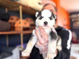 Masmavi gözleriyle husky Sibirya kurdu yavrularımız