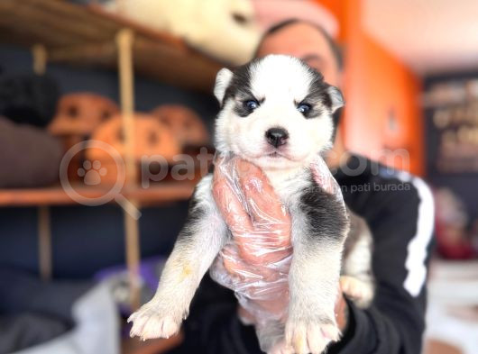 Masmavi Gözleriyle Husky Sibirya Kurdu Yavrularımız