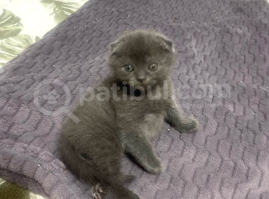 Scrli̇ Anne Babadan Orji̇nal Scotti̇sh Bebekler