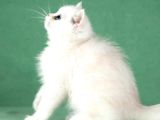 Saf Güzellikte Silver British Shorthair