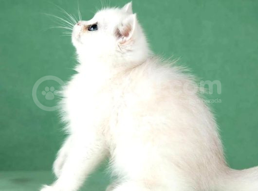 Saf Güzellikte Silver British Shorthair görsel