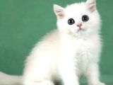Saf Güzellikte Silver British Shorthair