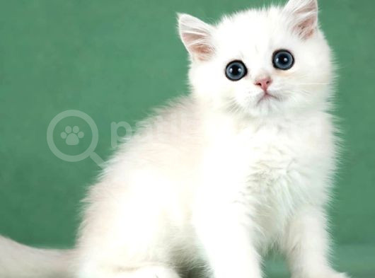 Saf Güzellikte Silver British Shorthair görsel