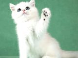 Saf Güzellikte Silver British Shorthair