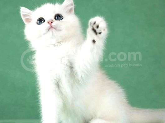 Saf Güzellikte Silver British Shorthair