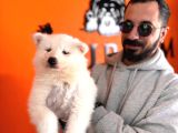 Mavi Gözlü Dişi Samoyed Ödüllü Babadan Mükemmel Yavru