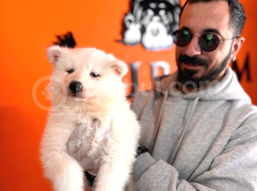 Mavi Gözlü Dişi Samoyed Ödüllü Babadan Mükemmel Yavru görsel