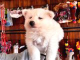 Mavi Gözlü Dişi Samoyed Ödüllü Babadan Mükemmel Yavru