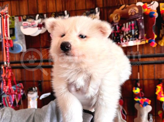 Mavi Gözlü Dişi Samoyed Ödüllü Babadan Mükemmel Yavru görsel