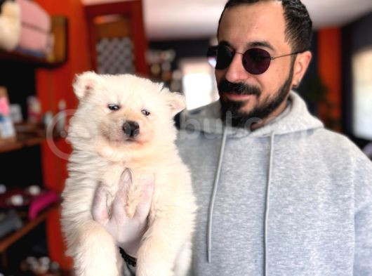 Mavi Gözlü Dişi Samoyed Ödüllü Babadan Mükemmel Yavru