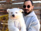 Mavi Gözlü Dişi Samoyed Ödüllü Babadan Mükemmel Yavru