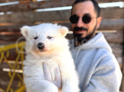 Mavi Gözlü Dişi Samoyed Ödüllü Babadan Mükemmel Yavru görsel