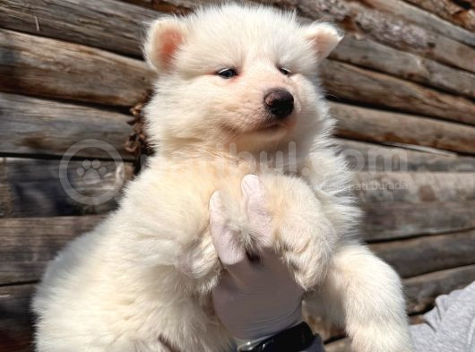 Mavi Gözlü Dişi Samoyed Ödüllü Babadan Mükemmel Yavru görsel