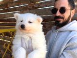 Mavi Gözlü Dişi Samoyed Ödüllü Babadan Mükemmel Yavru