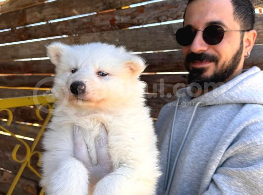 Mavi Gözlü Dişi Samoyed Ödüllü Babadan Mükemmel Yavru görsel
