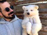 Mavi Gözlü Dişi Samoyed Ödüllü Babadan Mükemmel Yavru