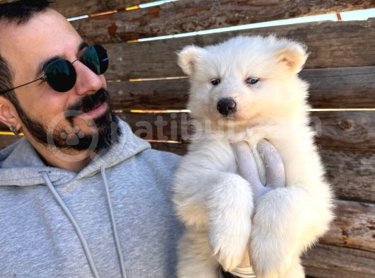 Mavi Gözlü Dişi Samoyed Ödüllü Babadan Mükemmel Yavru görsel
