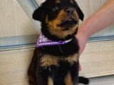Koca Kafa Rottweiler Yavrularımız