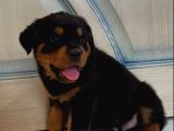 Koca Kafa Rottweiler Yavrularımız