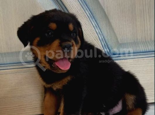 Koca Kafa Rottweiler Yavrularımız görsel