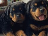 Koca kafa rottweiler yavrularımız