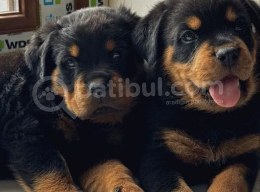 Koca Kafa Rottweiler Yavrularımız