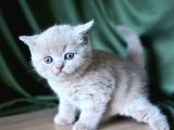 Topaç Kafa Lilac British Shorthair