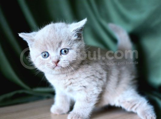 Topaç Kafa Lilac British Shorthair