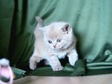 Topaç Kafa Lilac British Shorthair