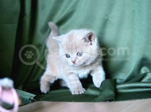 Topaç Kafa Lilac British Shorthair görsel