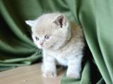 Topaç Kafa Lilac British Shorthair
