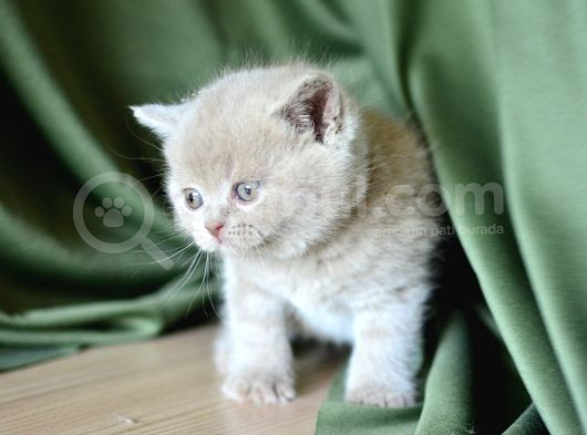 Topaç Kafa Lilac British Shorthair görsel