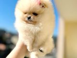 Mi̇ni̇ Boy Boo Prenses