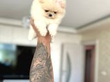 Mi̇ni̇ Boy Boo Prenses