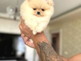 Mi̇ni̇ Boy Boo Prenses