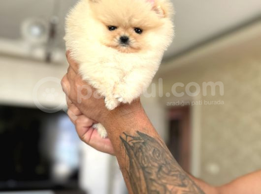 Mi̇ni̇ Boy Boo Prenses görsel