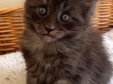 Safkan Sağlıklı  Şecereli Maine Coon Yavruları
