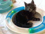 Safkan Sağlıklı  Şecereli Maine Coon yavruları