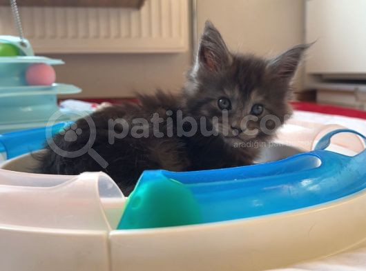 Safkan Sağlıklı  Şecereli Maine Coon Yavruları görsel