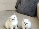 Güzel Surat Bri̇ti̇sh Shorthai̇r Si̇lver Poi̇nt Yavrularim