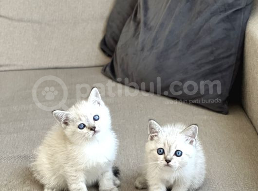 Güzel Surat Bri̇ti̇sh Shorthai̇r Si̇lver Poi̇nt Yavrularim görsel