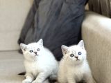 GÜZEL SURAT BRİTİSH SHORTHAİR SİLVER POİNT YAVRULARIM
